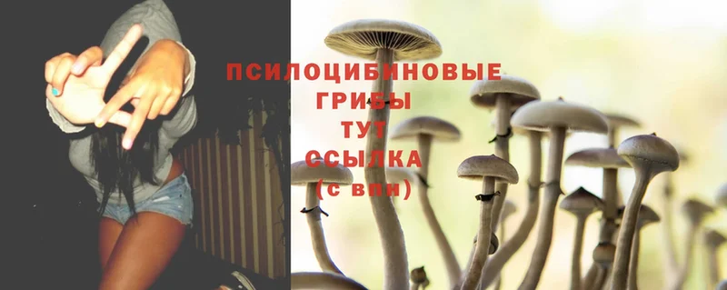 Галлюциногенные грибы MAGIC MUSHROOMS  Котельнич 